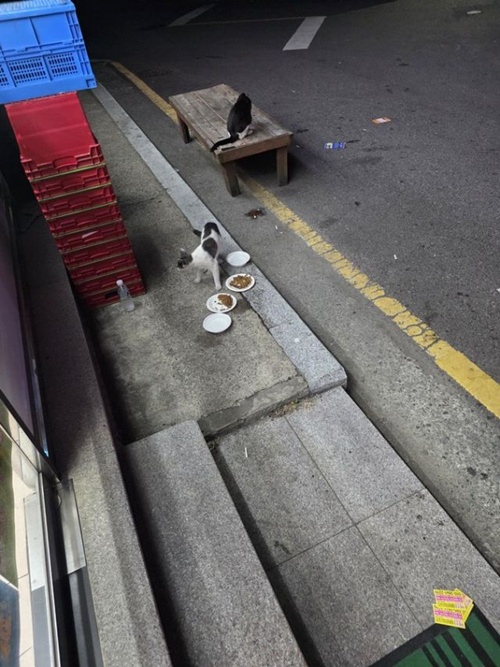 캣맘은 정신병이다